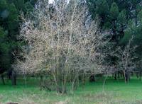 Populus alba