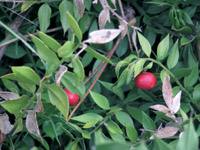 Ruscus aculeatus