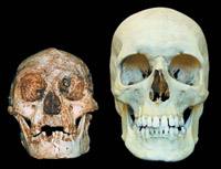 Homo floresiensis