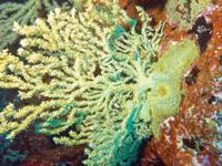 Gerardia espezieko korala