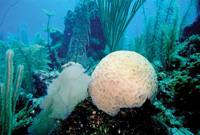 Burmuin korala