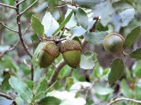Quercus
