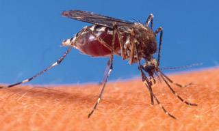 Aedes aegypti