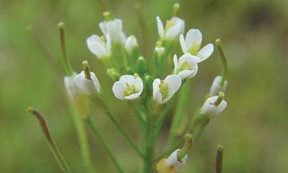 Arabidopsis thaliana
