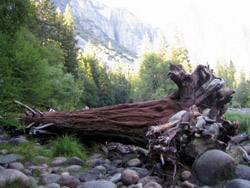 Sequoiadendron giganteum