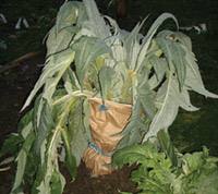 Cynara cardunculus