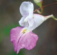  Impatiens balfourii