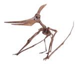 Pterosauroaren hezurdura
