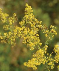 Galium verum