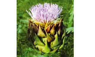 Cynara scolymus.