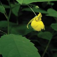 Impatiens noli-tangere, baltsamina basatia.