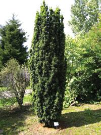 Hagina ('Taxus Bacata')