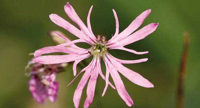 Lychnis flos-cuculi, kukulorea izan liteke euskaraz.