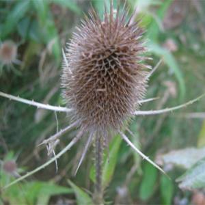 'Dipsacus fullonum'