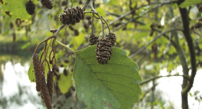 Ezkerretik eskuinera: arantza beltza (Prunus spinosa), hurritza (Corylus avellana) eta haltza (Alnus glutinosa), Usurbilgo Irisasi mendiko basoan okupa egin diren espezieetako hiru.