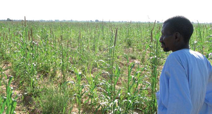 GRAIN erakundearen webgunetik hartu argazkian ageri da Tiedo Kane, Sexagon Office du Niger erakundearen maizterren sindikatuko kidea. Argazkilariari erakusten dizkio soroetan burututako artatxikiak. Paisaia horrek ez du luze iraunen: bertako nekazariek la