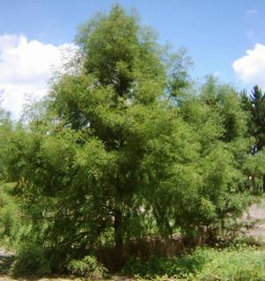 'Taxodium mucronatum' zuhaitza.