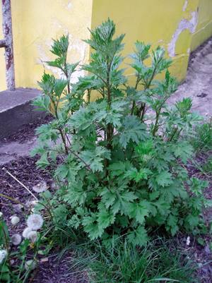 Belar mina, Artemisia vulgaris.