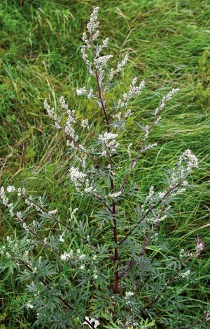 'Artemisia vulgaris'.