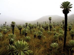 Espeletia pycnophylla espezieko aleak, El Angelen (Ekuador).