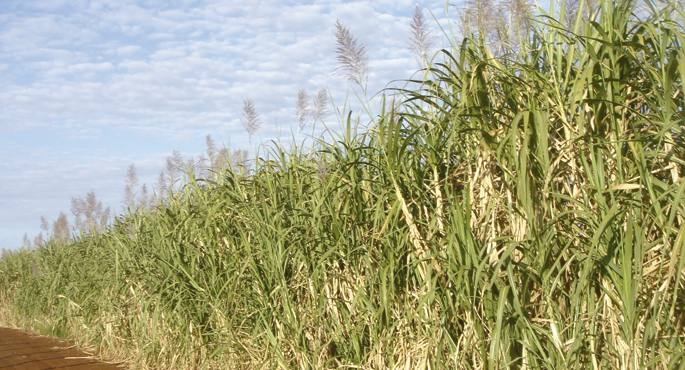 Bioerregaiak ekoizteko landatutako eremu bat, Perun. 2008an, talde ekologista ugarik eskatu zioten NBEri bioerregaia lortzera bideratutako landatzeak debekatzeko, elikagaien krisia areagotu eta lurrak eta ura eskuratzeko lehia biziagotuko zutela argudiatu