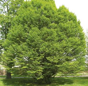 Xarma, Carpinus betulus.