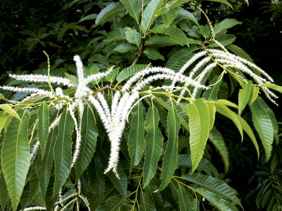 Castanea sativa, gaztainondoa.