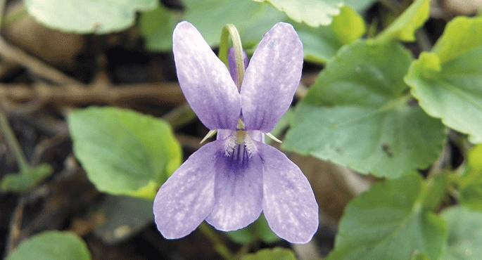 Viola reichenbachiana, bioleten espeziekoa.