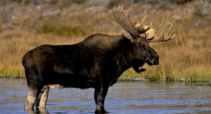 Ipar Amerikako eremu frantsesdunean, Alces alces espezieari orignal (oreina) 
esaten diote.