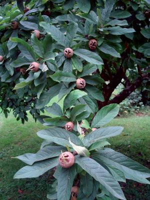 Mizpira (Mespilus germanica).