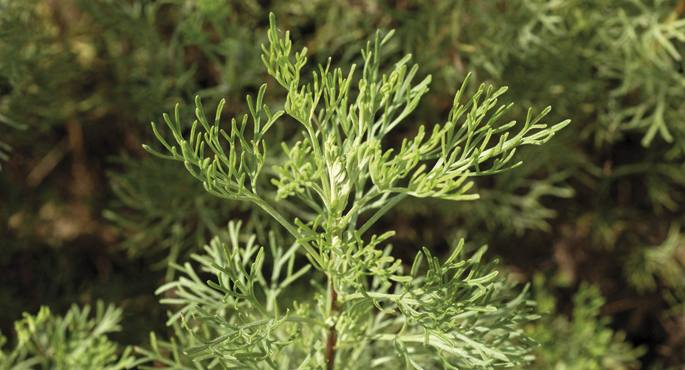 Artemisia abrotanum. Hau da bizio-belar jatorra, askorentzat.