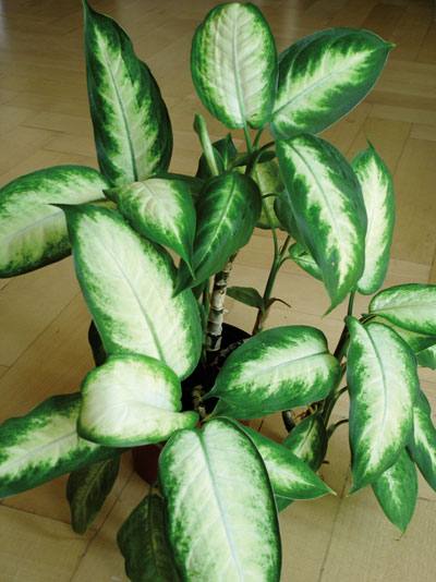 Dieffenbachia bowmanii.