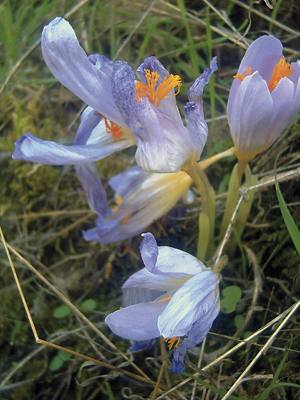 Kitameriendasa (Crocus nudiflorus).