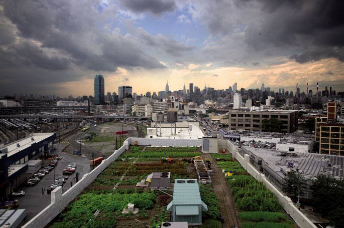 Cyrus Dowlatshahik egindako argazki honetan ez dago Photoshopik, egiazkoa da osorik: New Yorkeko sky-line ospetsuarekin   kontrastea egiten du Brooklyn auzoko teilatu lauan landutako ortuak. Brooklyn Grange konpainiak megapolian dauzkan bi baratze handiet