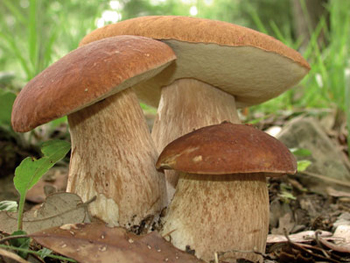 Boletus aestivalis espezieko onddoak. (Hector Leon) 