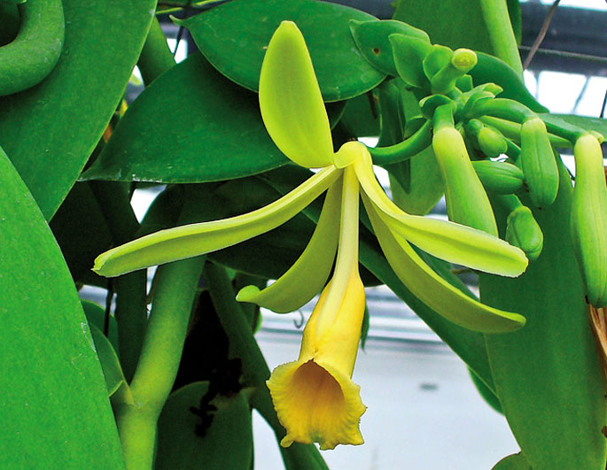 Vanilla planifolia (Argazkia: H.Zell-CC By SA)