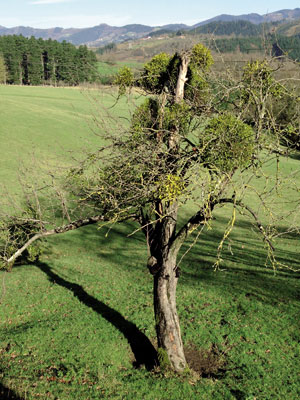 Malus x domestica ( Argazkia: Jakoba Errekondo)