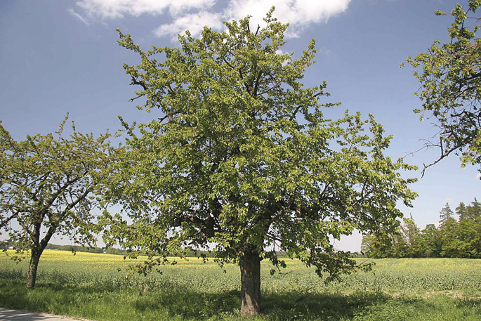 Prunus avium espezieko gereziondoa.