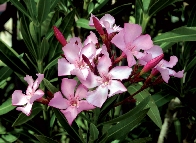 Heriotzorria, Nerium oleander, dosiaren arabera kalte bezala mesede egin diezagukeen landare ugarietako bat.