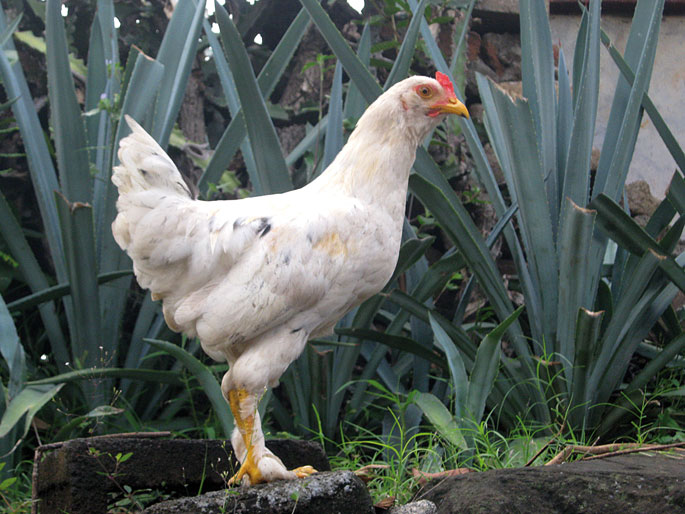 Baratzezainaren mesederako izan ohi da baratzean animalia ugari izatea. Argazkian, oilanda.