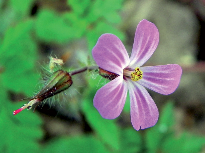 Zaingorria (Geranium robertianum)