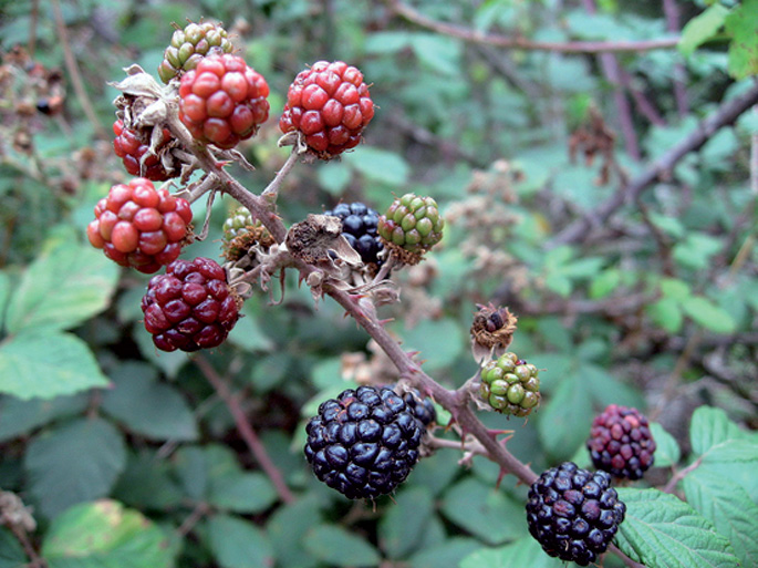 Laharra, Rubus ulmifolius.