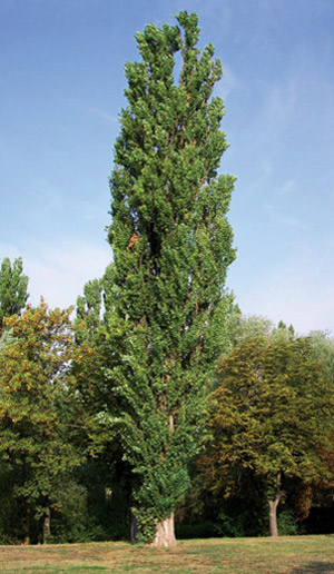 Makala, Populus nigra.