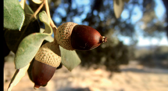 Artearen (Quercus ilex) ezkurrak.