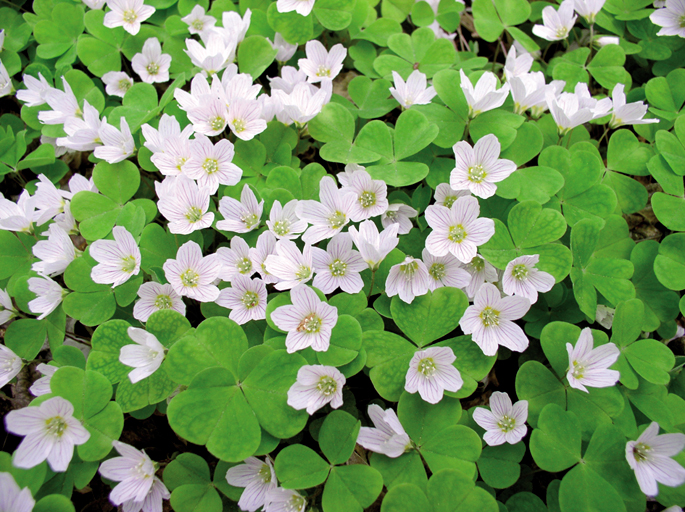 Lekitto-belarra edo txomin-belarra, 'Oxalis acetosella'.