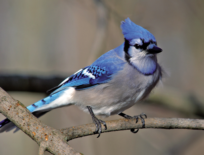 Eskinosoak (Cyanocitta cristata) txindurrien azido formikoa baliatzen du lumen arteko zorriak akabatzeko intsektizida gisa.