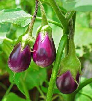 Alberjinia, Solanum melongena.