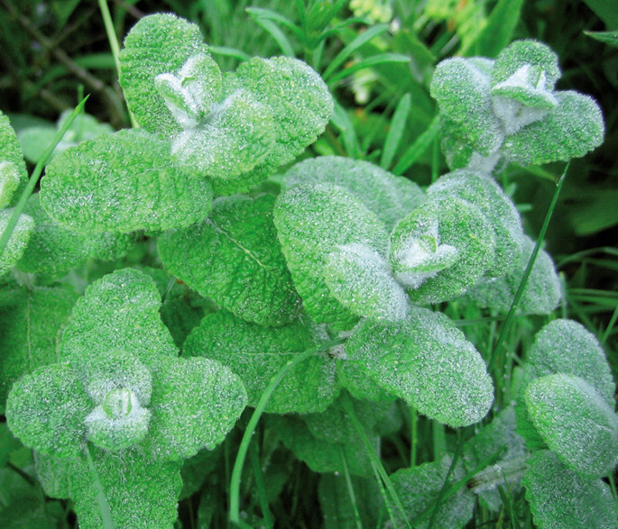 Mentha rotundifolia. Mendazuria, astamenda, kukuso-belarra...