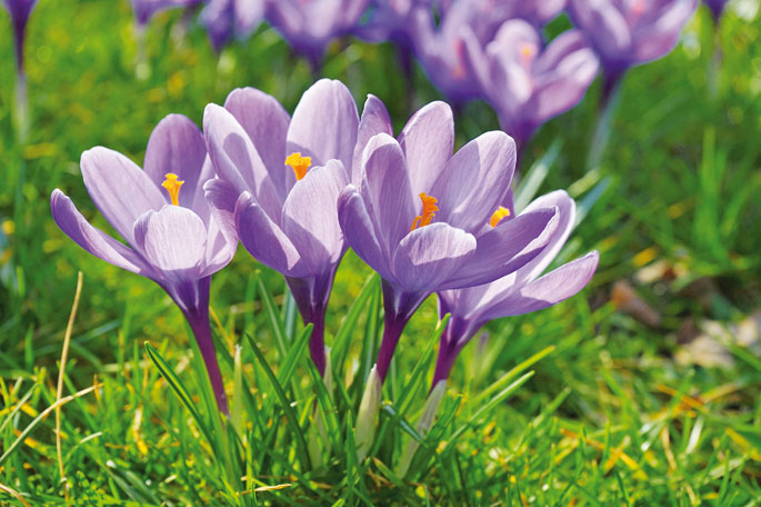 Azaparana (Crocus sativus)