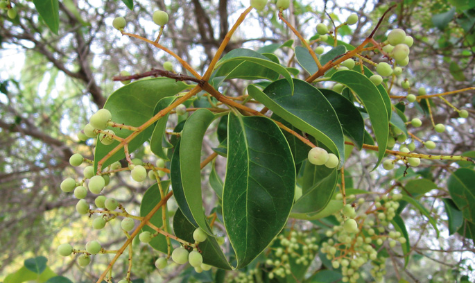 Ligustrum japonicum. Argazkia: José Luis Gálvez - CC BY SA